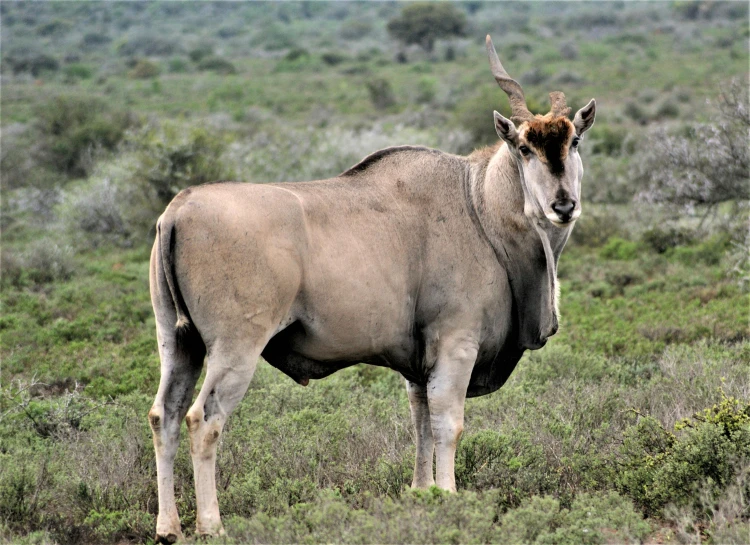 a large antelope standing on top of a lush green field, by Hubert van Ravesteyn, pexels contest winner, hurufiyya, south african coast, grey, very buff, mid 2 0's female
