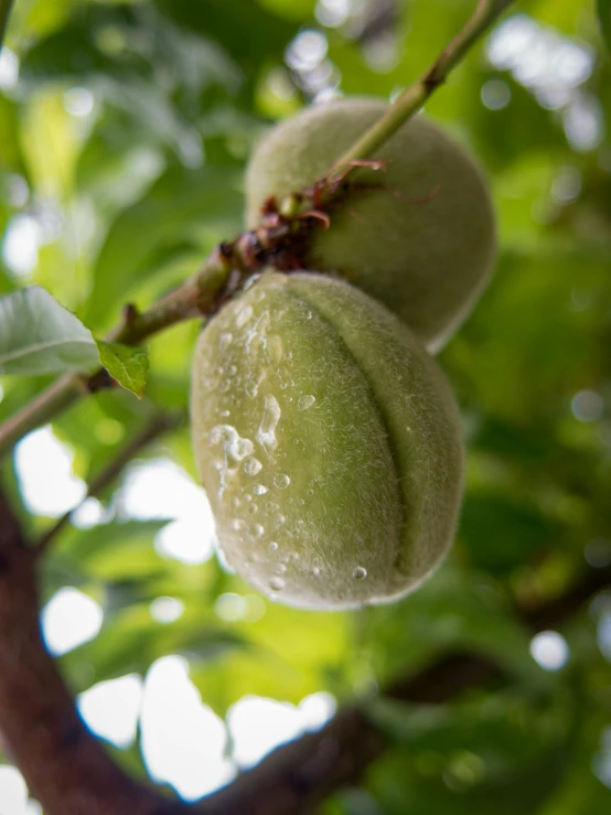 a close up of a bunch of fruit on a tree