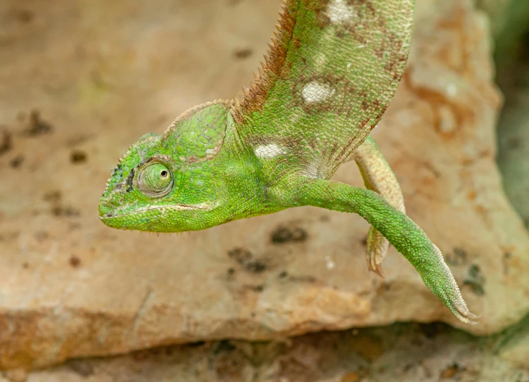 a close up of a lizard on a rock, sitting on a leaf, award - winning 4 k photograph, madagascar, chameleon