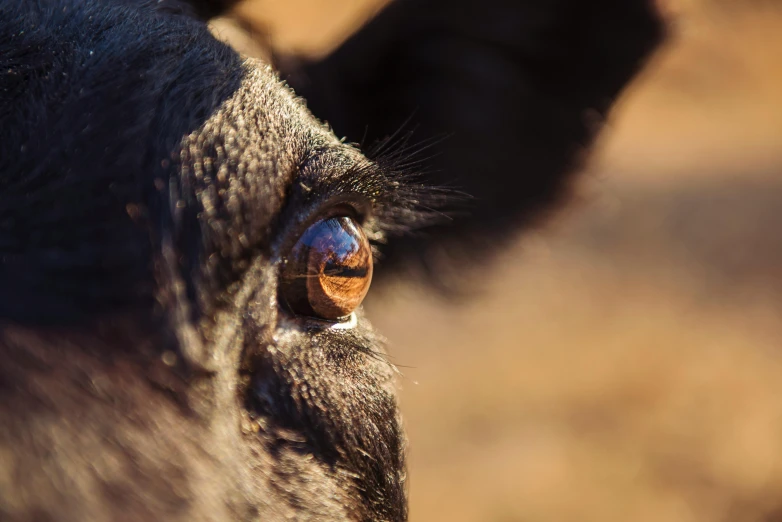 a close up of a cow's eye with a blurry background, by Jan Tengnagel, pexels contest winner, donkey, “ iron bark, shot on sony a 7 iii, wet reflections in square eyes