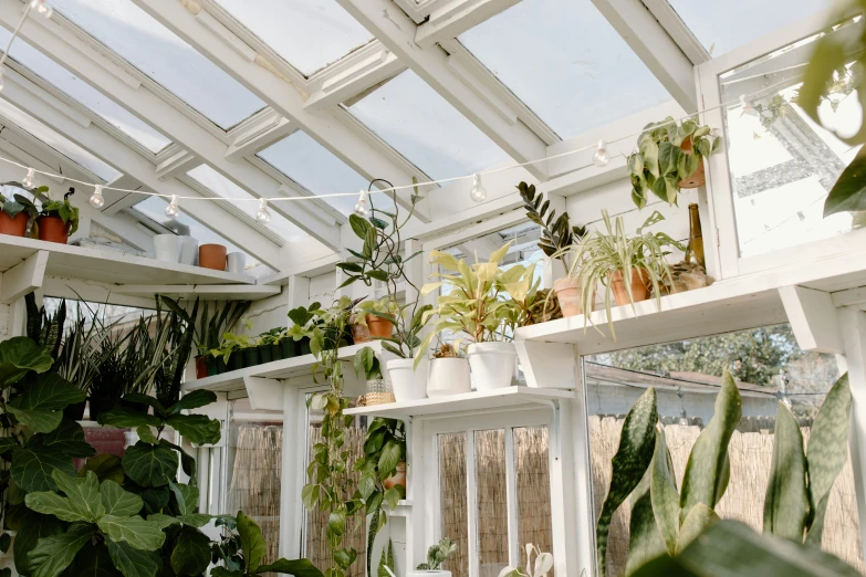 a greenhouse filled with lots of potted plants, inspired by Elsa Bleda, trending on unsplash, white gallery, peaked wooden roofs, white and yellow scheme, up there