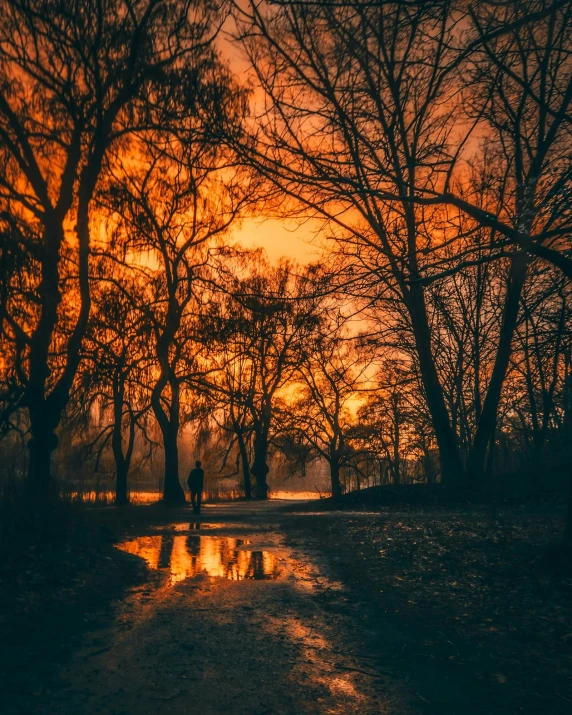 a person walking down a dirt road at sunset, in a park, standing water, bare trees, during the night