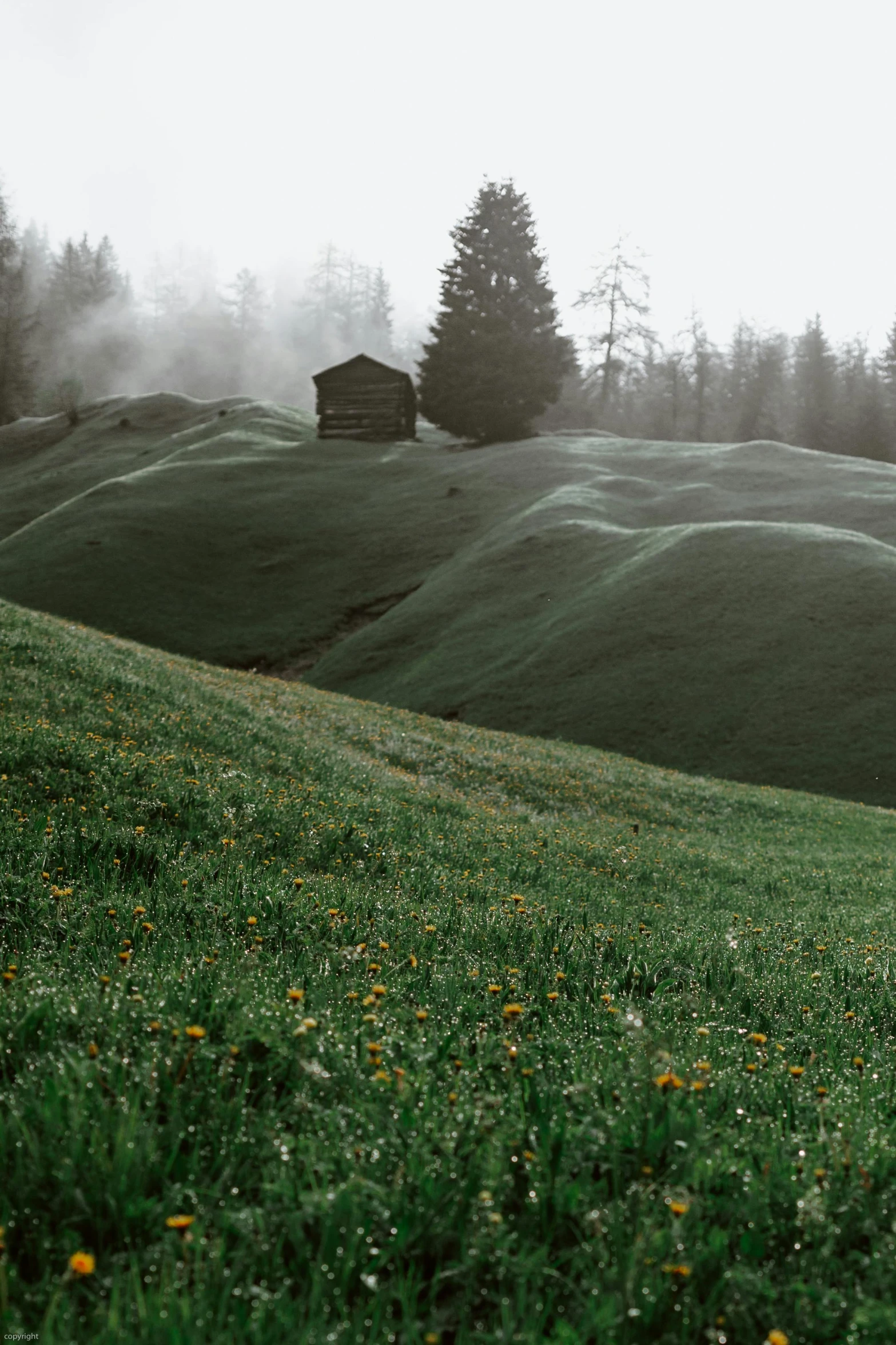 a herd of sheep grazing on top of a lush green hillside, a matte painting, by Karl Gerstner, pexels contest winner, romanticism, hut, moist foggy, meadow with flowers, switzerland