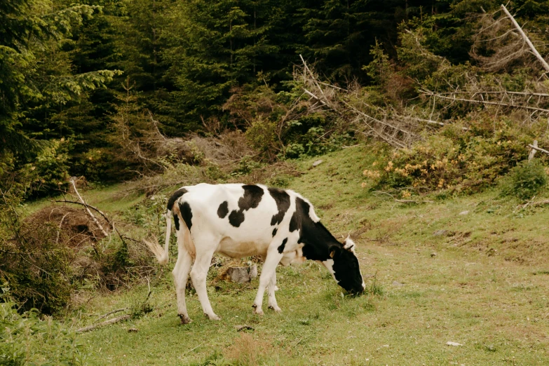 a black and white cow eating grass in a field, placed in a lush forest, profile image, hillside, cottagecore