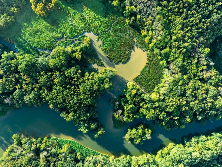 a river running through a lush green forest, a digital rendering, by Adam Marczyński, pexels, hurufiyya, birds - eye view, backwater bayou, thumbnail, yann arthus - bertrand