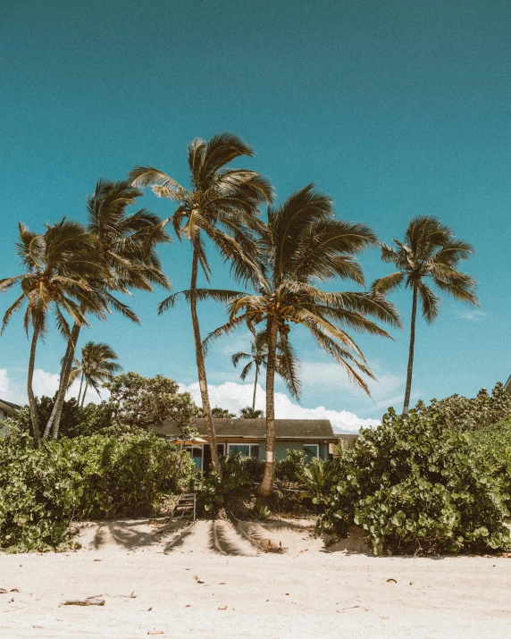 a group of palm trees sitting on top of a sandy beach, pexels contest winner, maximalism, standing outside a house, hawaii, profile image, exterior photo