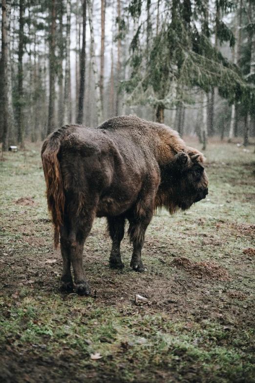 a bison standing in the middle of a forest, a picture, unsplash contest winner, baroque, his hair is messy and unkempt, warsaw, spacious, slightly pixelated
