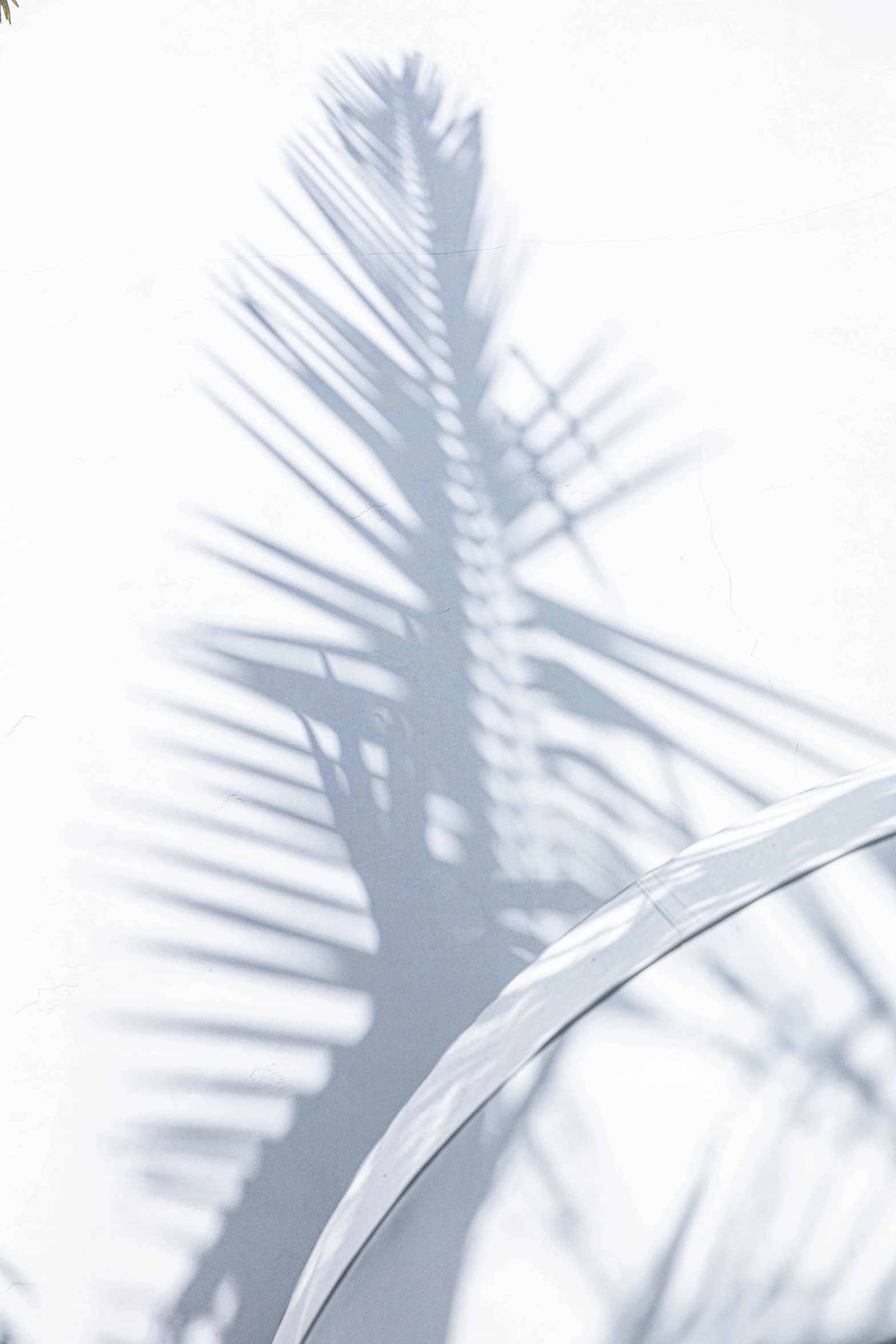 a palm tree casts a shadow on a white wall, an abstract sculpture, inspired by Shigeru Aoki, trending on unsplash, light and space, glassware, floating translucent graphics, profile image, bright rim light