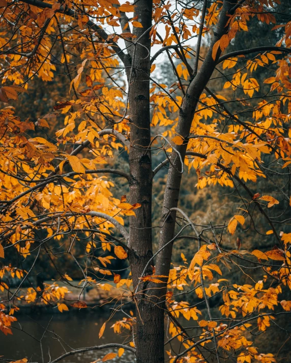 a tree with yellow leaves next to a body of water, inspired by Elsa Bleda, unsplash contest winner, orange and black, forest details, today\'s featured photograph 4k, multiple stories