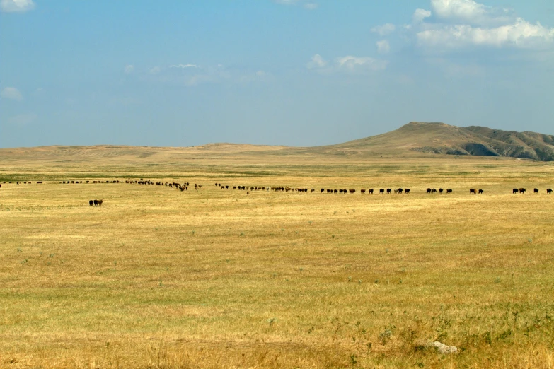 a herd of cattle standing on top of a grass covered field, by Linda Sutton, pexels contest winner, land art, badlands, lined up horizontally, working out in the field, west slav features