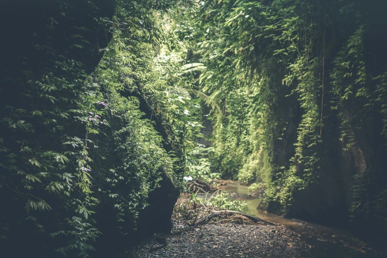 a narrow path in the middle of a forest, an album cover, inspired by Elsa Bleda, pexels contest winner, sumatraism, inside a gorge, lush greens, overgrown with orchids, grainy filter
