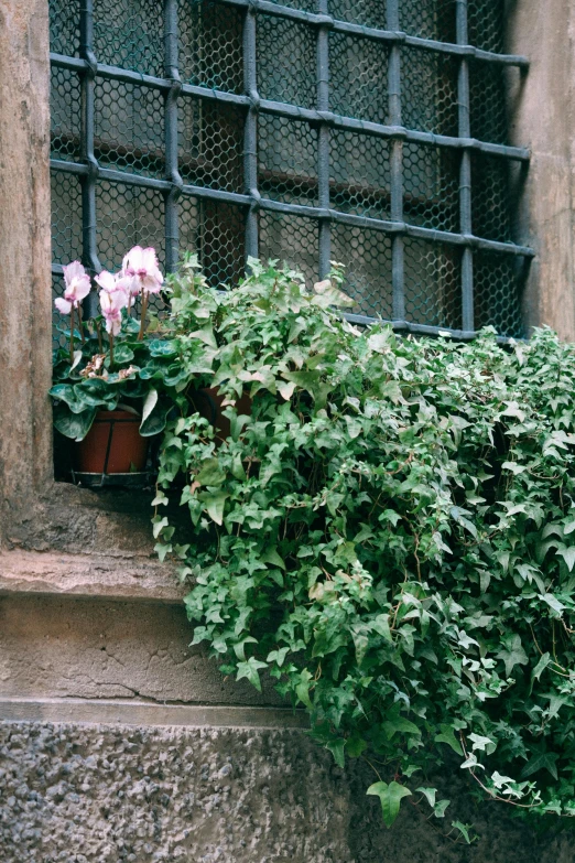 a cat sitting on a window sill next to a potted plant, inspired by Thomas Struth, unsplash, renaissance, gothic quarter, overgrown with puffy orchids, photo taken on fujifilm superia, green and pink