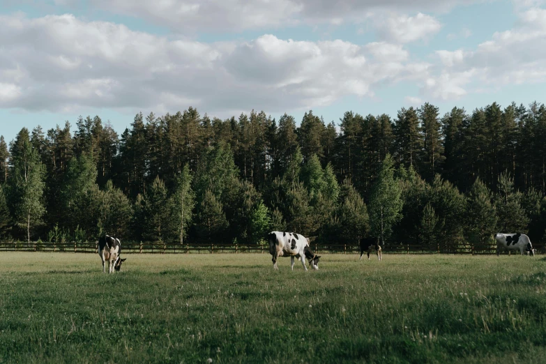 a herd of cows grazing on a lush green field, pexels contest winner, naturalism, northern finland, evergreen forest, grey, a wooden