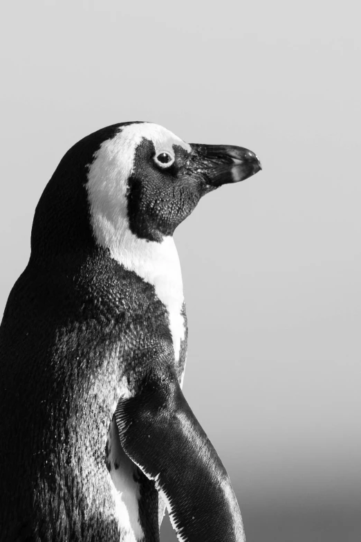 a black and white photo of a penguin, by Dave Melvin, pexels contest winner, photorealism, mapplethorpe, taken in the late 2000s, max dennison, pose 4 of 1 6