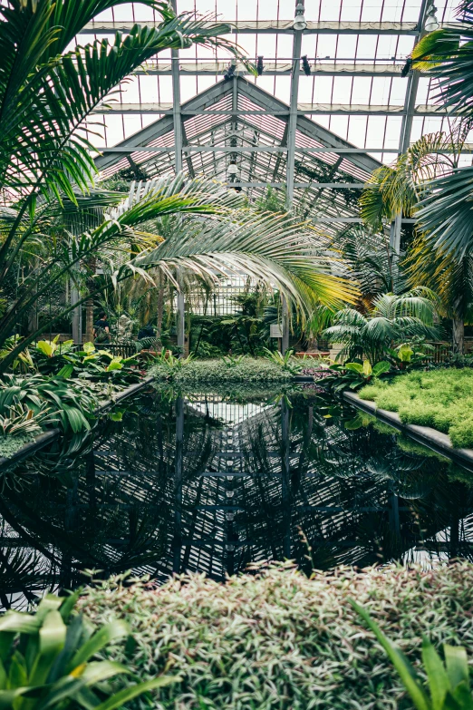 the inside of a greenhouse filled with lots of plants, an album cover, unsplash contest winner, baroque, reflecting pool, palm lines, small pond, panoramic shot