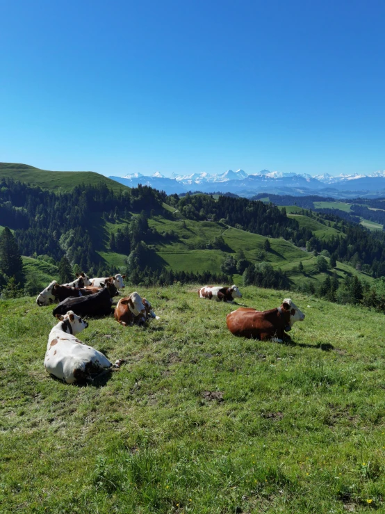 a herd of cattle laying on top of a lush green hillside, by Karl Stauffer-Bern, pexels, les nabis, with mountains in the distance, 🐎🍑, panorama distant view, sitting down