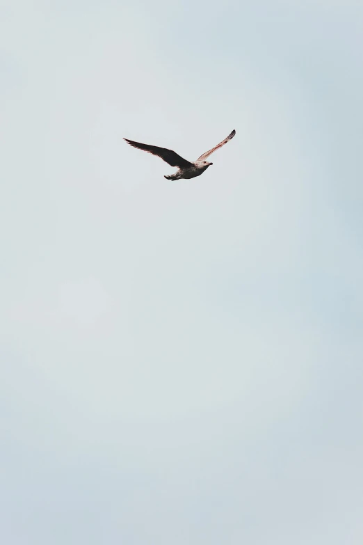 a bird that is flying in the sky, unsplash, minimalism, low quality photo, the flying dutchman, tourist photo, 15081959 21121991 01012000 4k