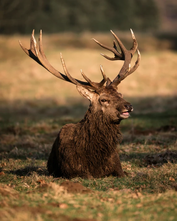 a deer that is laying down in the grass, by Jesper Knudsen, pexels contest winner, renaissance, singing, bisley, beefy, sitting down