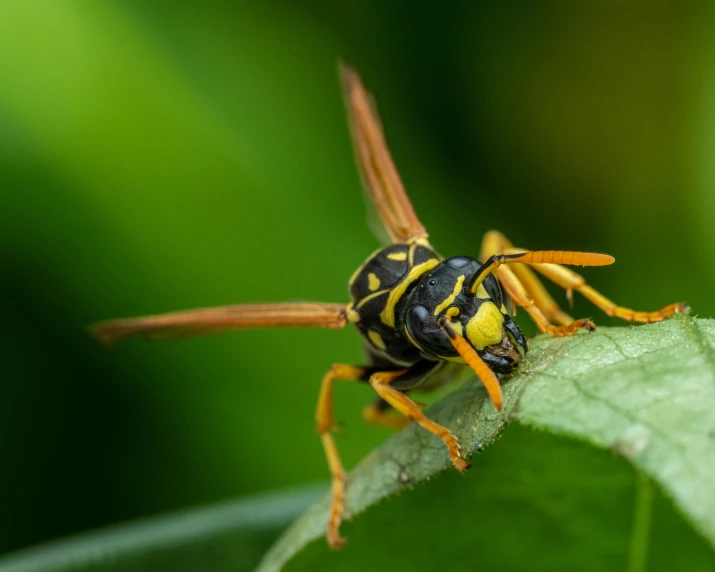 a close up of a wasp on a leaf, pexels contest winner, fan favorite, paul barson, large yellow eyes, hunting
