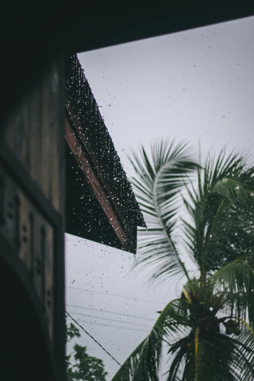 a view of a palm tree through a window, pexels contest winner, hurufiyya, hard rain pouring straight down, peaked wooden roofs, gif, buildings covered in black tar