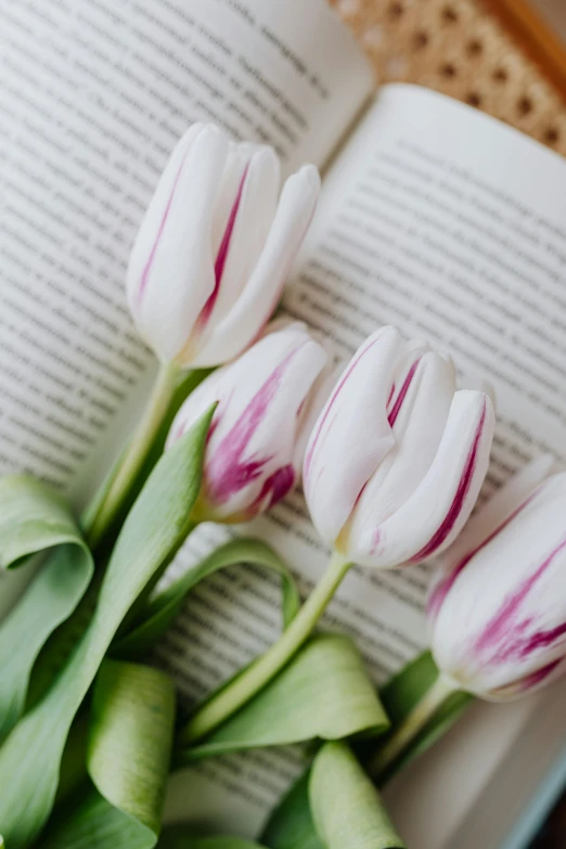 three white tulips sitting on top of an open book, pexels contest winner, white and pink, low detail, overflowing, holding close