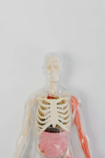 a close up of a model of a human body, detailed product image, clear figures, rib cage, head and upper body only
