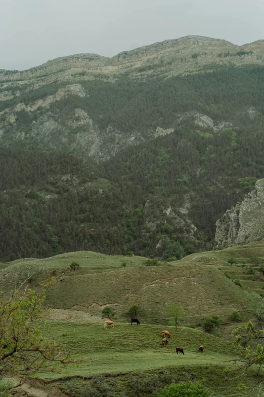 a herd of cattle grazing on a lush green hillside, by Muggur, les nabis, black sea, zoomed out, geological strata, multiple stories