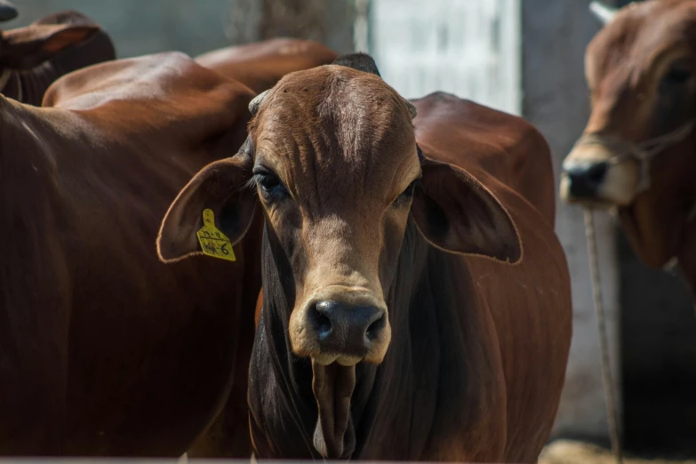 a group of brown cows standing next to each other, pexels contest winner, photorealism, square nose, australian, brown:-2, emaciated