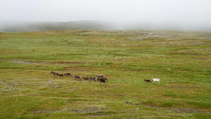 a herd of horses walking across a lush green field, an album cover, by Jesper Knudsen, pexels contest winner, land art, inuit heritage, white horns, 2 5 6 x 2 5 6 pixels, deers