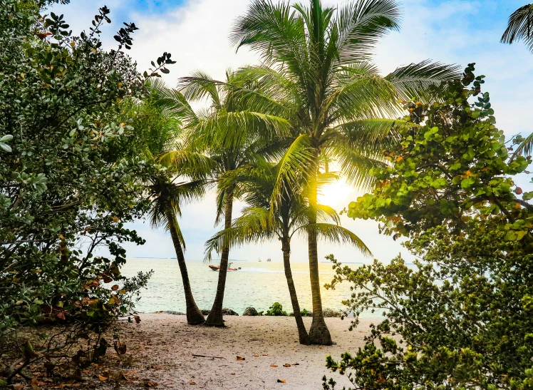 a couple of palm trees sitting on top of a sandy beach, sun through the trees, keys, lush surroundings