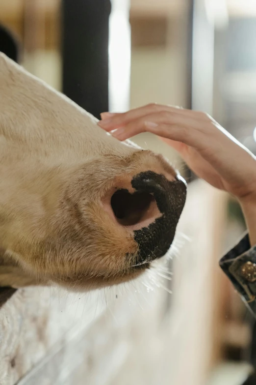 a close up of a person petting a cow, trending on pexels, renaissance, white horse, hand over mouth, local conspirologist, brown