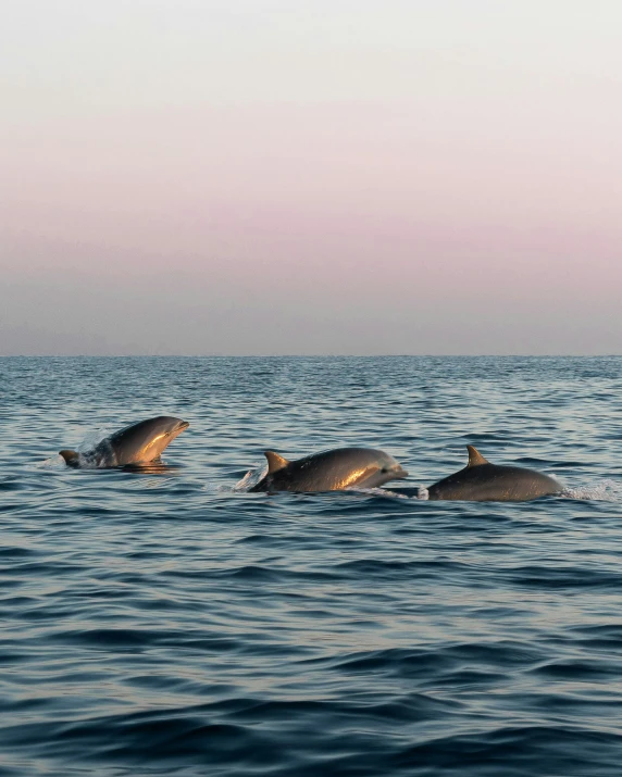 a group of dolphins swimming in the ocean, a picture, by Jan Tengnagel, unsplash contest winner, romanticism, evening light, grey, lgbtq, ignant