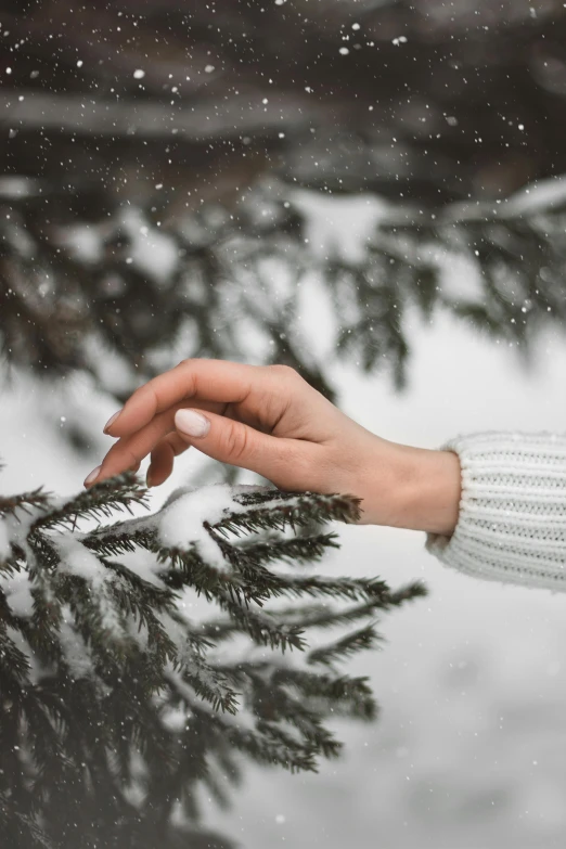 a person holding a pine branch in the snow, inspired by Elsa Bleda, trending on pexels, white sleeves, 4 k, unclipped fingernails, thoughtful )