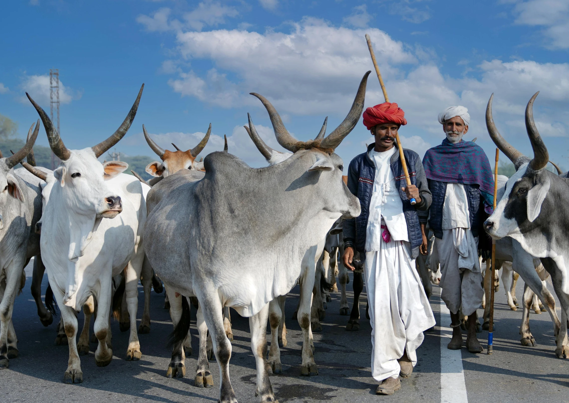 a man leading a herd of cattle down a street, an album cover, pexels contest winner, indian, white horns from eyebrows, kano), thumbnail