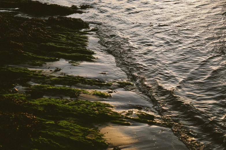 a person riding a surfboard on top of a body of water, an album cover, unsplash, australian tonalism, algae, shoreline, summer evening, dredged seabed