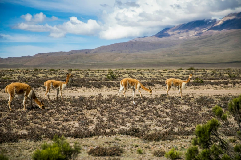 a herd of antelope standing on top of a dry grass covered field, by Julia Pishtar, trending on unsplash, land art, neo-andean architecture, volcanos, avatar image, panels