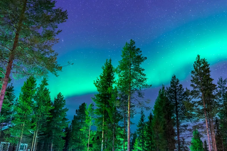 a forest filled with lots of green and purple lights, by Anato Finnstark, pexels contest winner, hurufiyya, lapland, blue and green, skies behind, colorful otherworldly trees