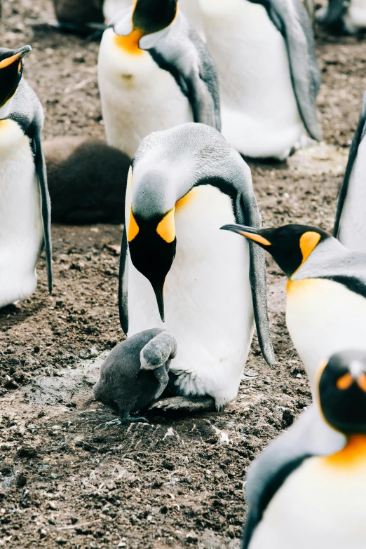 a group of penguins standing next to each other, pexels contest winner, happening, hatching, kneeling, royal photo, graphic print