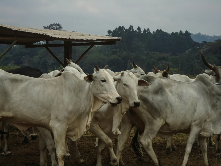 a herd of cattle standing on top of a dirt field, an album cover, by Ceferí Olivé, pexels contest winner, sumatraism, extremely pale, outside in a farm, white with black spots, ready to eat