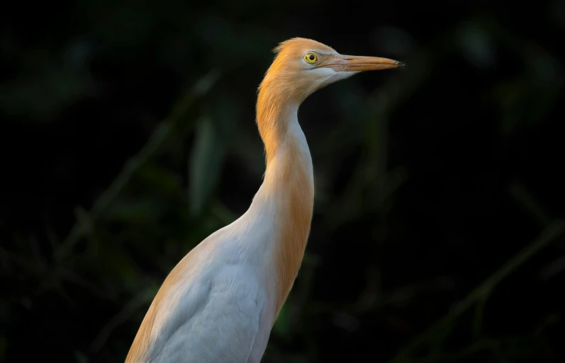 a white bird standing on top of a lush green field, a portrait, hurufiyya, lit from the side, long neck, white and orange, heron prestorn