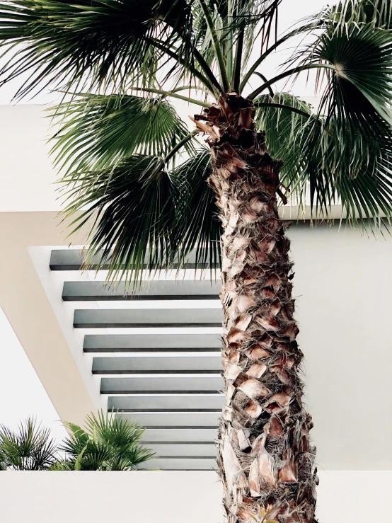 a palm tree in front of a white building, inspired by Ricardo Bofill, trending on unsplash, brutalism, natural materials :: high detail, view from inside, photo on iphone, balconies