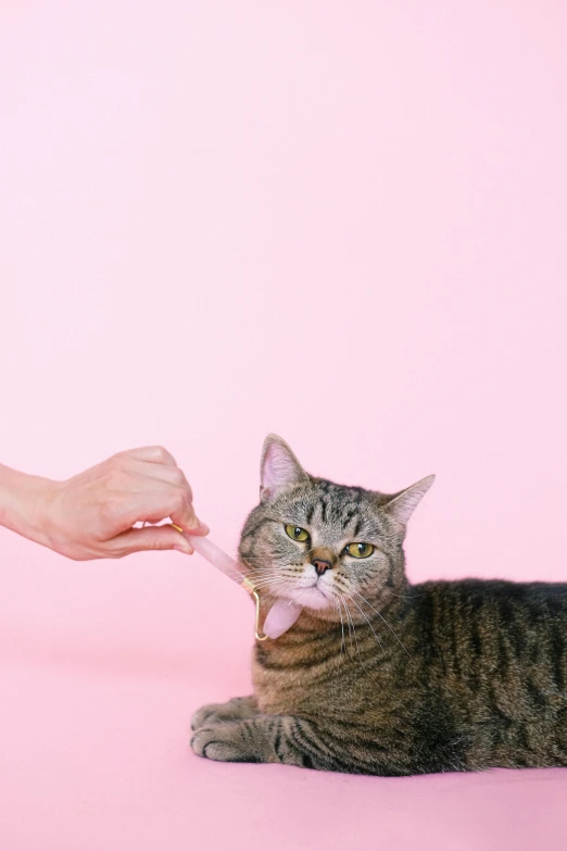 a person feeding a cat on a pink background, trending on pexels, <pointé pose>;open mouth, pulling strings, vore, gif