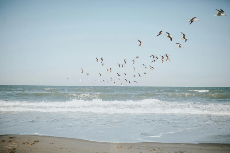 a flock of birds flying over the ocean, a photo, unsplash contest winner, figuration libre, beach setting medium shot, beach aesthetic, photographic print, southern california