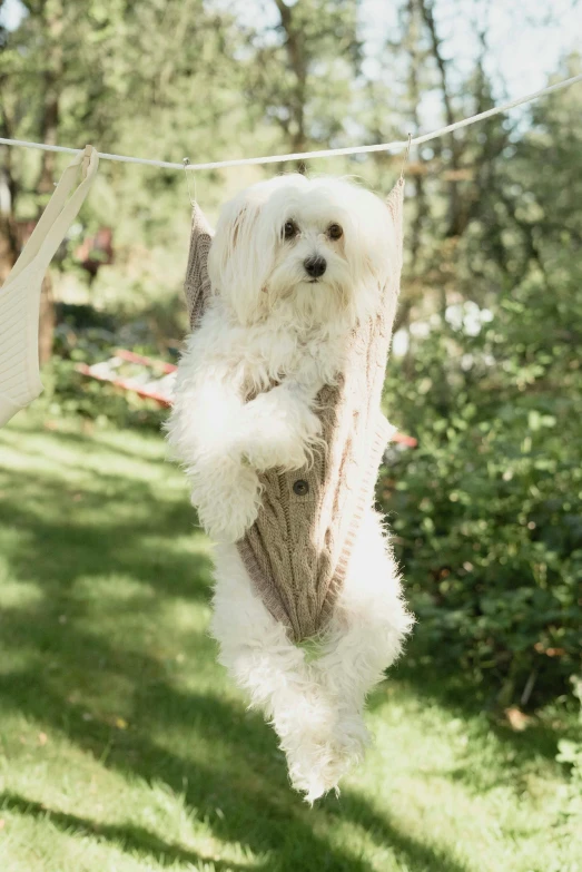 a white dog hanging from a clothes line, arabesque, twisted trunk, super fluffy, organic detail, ready to model