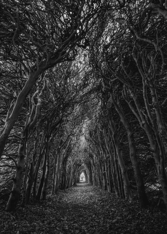 a black and white photo of a tunnel of trees, a black and white photo, by Kerembeyit, unsplash contest winner, surrealism, made of vines, 8k fine art photography, archs, arches