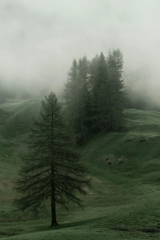 a lone tree sitting on top of a lush green hillside, a matte painting, unsplash contest winner, romanticism, spruce trees on the sides, under a gray foggy sky, ((trees)), in the swiss alps