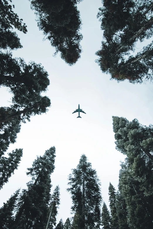 a plane flying through a forest filled with tall trees, by Will Ellis, unsplash contest winner, big sky, van, conde nast traveler photo, 2000s photo