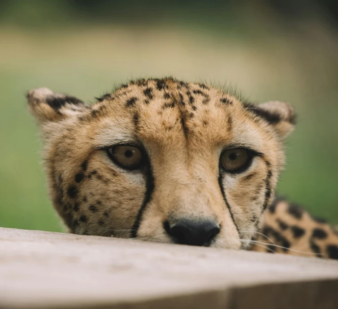 a cheetah resting its head on a ledge, trending on pexels, hiding behind obstacles, a wooden, gif, serious faces