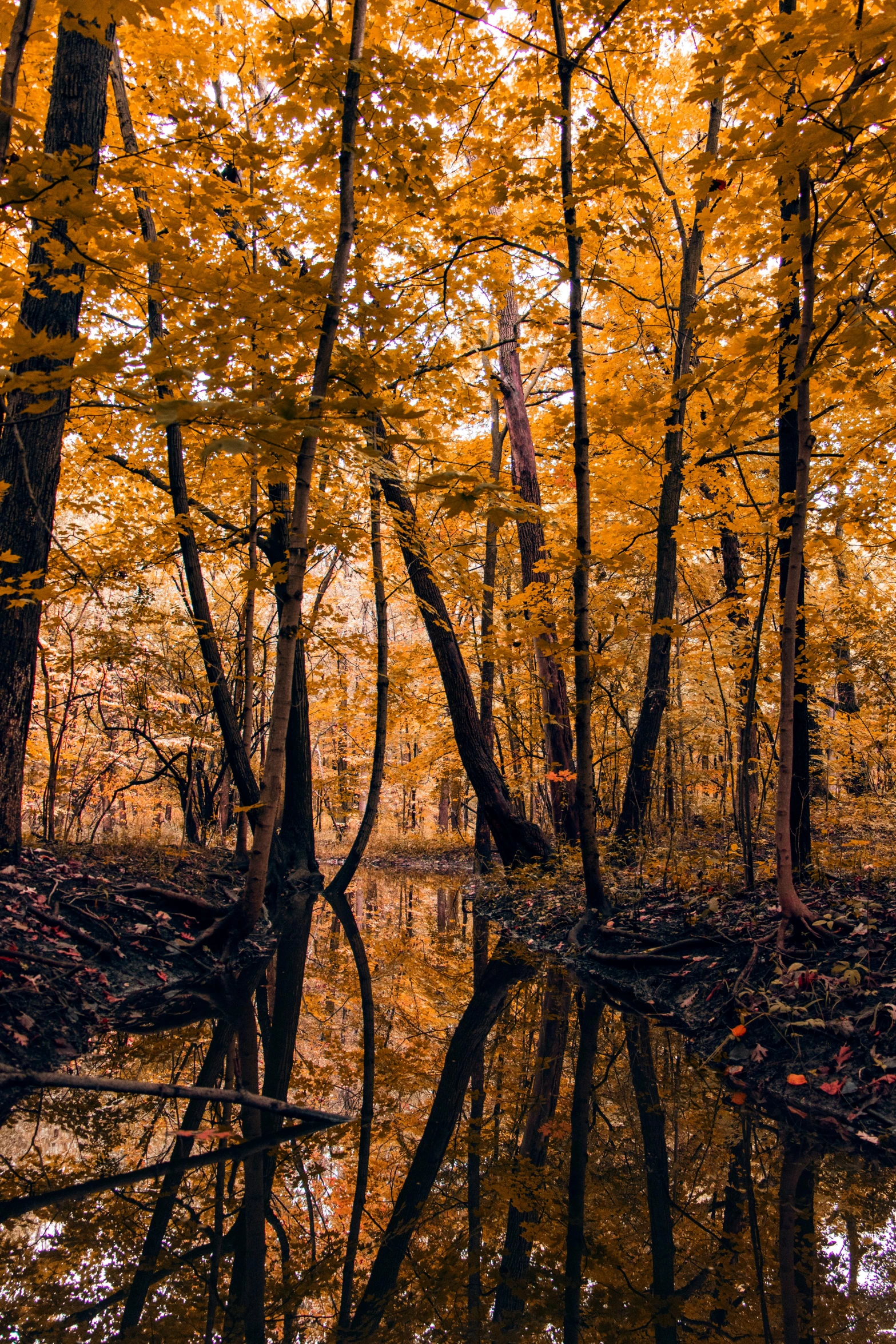 a forest filled with lots of trees next to a body of water, by Jacob Kainen, autumn colour oak trees, slide show, 8k photo, muted brown yellow and blacks