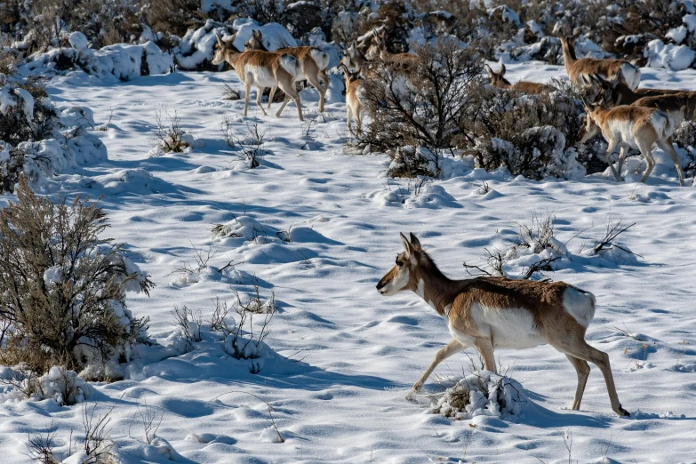 a herd of deer walking across a snow covered field, by Jim Nelson, pexels contest winner, patagonian, thumbnail, wyoming, detailed high resolution